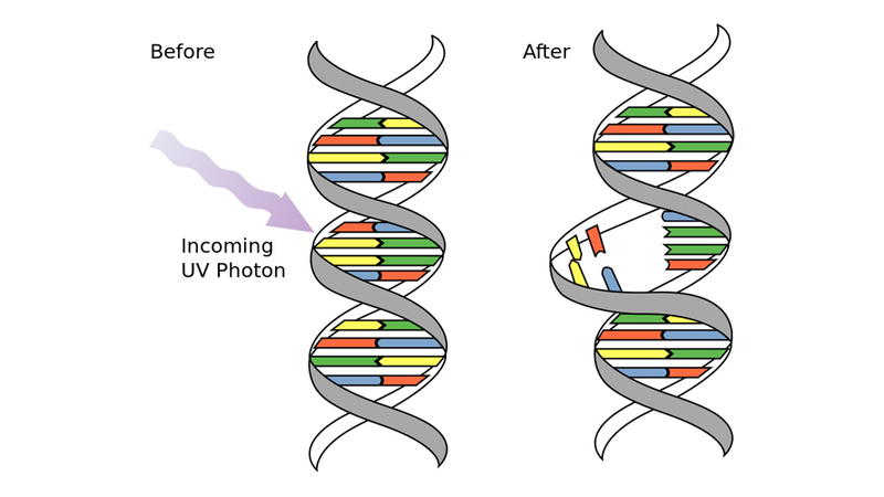 Illustration for article titled How Ultraviolet Light Will Sterilize Super Bugs